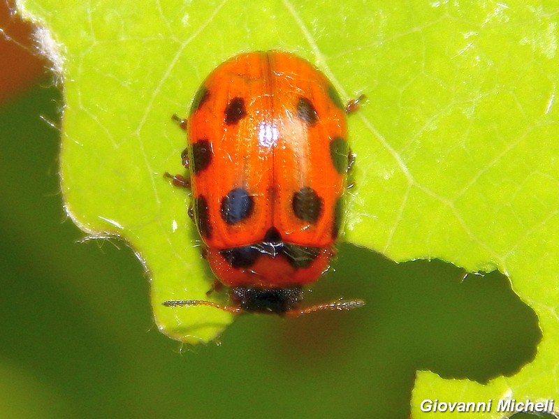 Serie di Chrysomelidae del Parco del Ticino